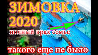 Зимовка пчел 2020 в плюсовую температуру. Эксперименту конец. Такого еще не было