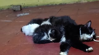 MELEPASKAN KUCING KUCING KAMI ADOPSI KITTEN ‼️ LIVE