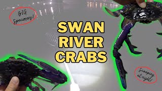 SWAN RIVER CRABS  -  Scooping at Night for Blue Swimmers