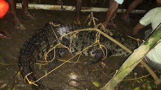 Crocodile inside rescue home kerala