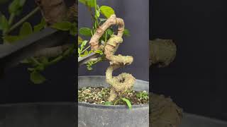 PROGRAM BONSAI WARU || make bonsai