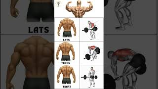 Barbell only Back workouts for each muscle#gym #fitness #tricepsworkout #workout