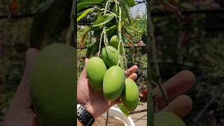 Grow Mango Plant in Pot | FULL INFORMATION #mango #mangoes #fruitplant #fruits #urbangardening