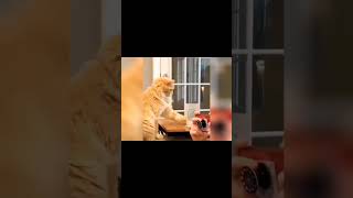 video divertenti gatti funny video cats wow da guardare🤣 #dogs #cat #cane #gatto #funny #viral