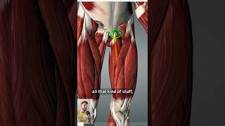 🤔 Groin Trains VS Hamstring Tendon Injuries