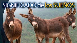 🔘 SOÑAR CON BURROS - Significado de los Sueños