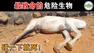 骆驼死尸为什么不能碰？25种最危险的致命生物，第一是所有人的噩梦！丨地球之最#冷知识 #排名 #世界之最#动物#动物世界#世界之最top#鲸爆#出类拔萃#top10