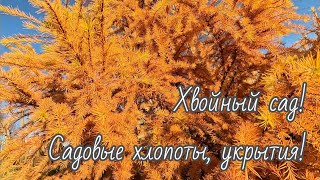 Продолжаю подготовку хвойного и не только сада! 🍁🌲Солнечное воскресенье 10 ноября 2024🌞