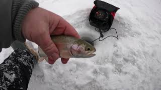 Pond Rainbows Through the ice