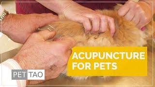 Acupuncture in Veterinary Medicine - PET | TAO Holistic Pet Products