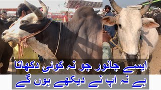 multan cow mandi | cow mandi 2023 #youtube#cow