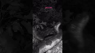 RATTLESNAKE FIGHT