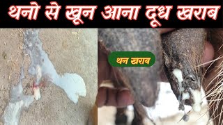 बकरी के थन काले क्यों हो गए |Thanela Ke Baad Bakri Ke Than Se Dhudh Kyu Nahi Ata|Vimalumrao