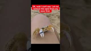 amamzing cute crabs