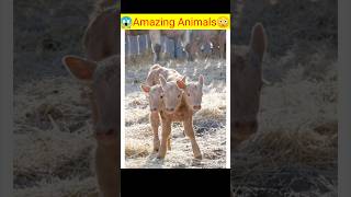 😱Top5 Two Headed #animals #viral #viralvideos #shortsviral #animalsworld.#shortsyoutube