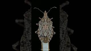 Brochymena rough stink bug