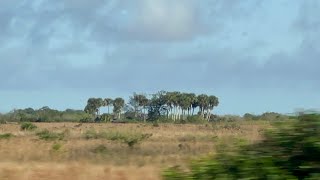 Wild palmettos in a South Florida savanna