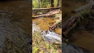 King Salmon Party !!  Creek Spawning !! #fish #spawning #king #salmon #creek #nature #life #cycle