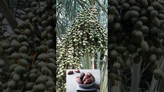 Madina Dates Tree 🌴