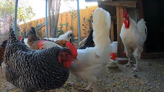 Chickens Eating Rice And Bread! Snacking Hens And Roosters!