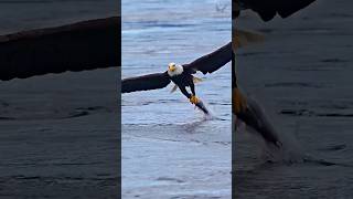 ঈগল পাখির মাথা নষ্ট করা ক্ষমতা দেখুন - Eagle Facts #eagle #birds #shorts