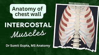 INTERCOSTAL MUSCLES ANATOMY