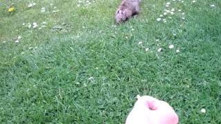 Feeding the squirrels at Pacific Grove