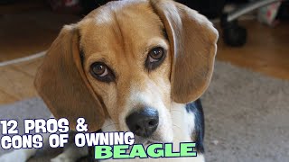 12 Pros & Cons of Owning a Beagle🐶