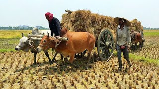 Bullock cart ride || paddy from the ditch with bullock cart || Indian Bullock Cart Ride