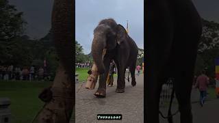 Madhusanka🐘⛓️|Like & Subscribe #madhusanka #elephant #like #subscribe #tuskology