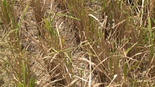 Coming Up Short | Rice Harvest