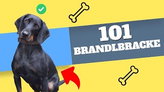 Uncovering the Mystery of the Brandlbracke: What Every Dog Lover Needs to Know!