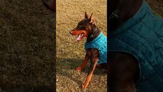 Doberman Pinscher, European Doberman, Brown Doberman, American Doberman, Perro Doberman, Dobie, Pup