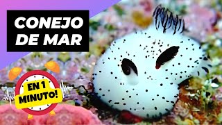 Conejo de Mar 🌊 La Criatura Más Adorable del Mar! | 1 Minuto Animal