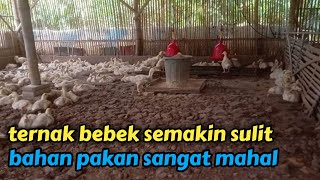 update harga bahan pakan bebek menjelang akhir tahun