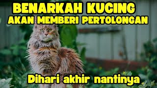 KUCING MENOLONG SESEORANG DIAKHIRAT⁉️Simak video ini agar kalian faham#kucinglucu#viral