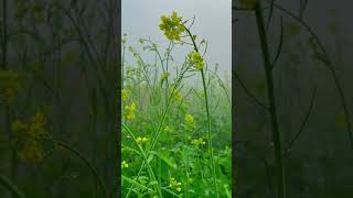 Green View in the Village  #beautiful  #village #viral #shots #vlog