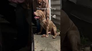 Xxl bully corporal of RIBK bulliez out of Atlanta Ga