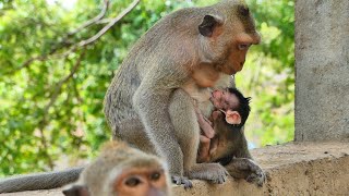 So cute Baby Monkey hugs mother getting milk sleeping so lovely