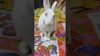 My Bunny #petlover #pets #bunny #bunnylovers