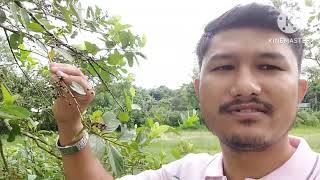 ককাৰ  ঘৰত হেলেচ  গছৰ গুটি খোৱাৰ মজা !! #plants #plantslover