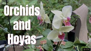 How I Keep My Orchid Leaves Always Shiny, Perky, Strong, Happy and Healthy (My Secrets In Details)