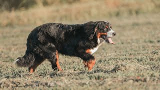 What is the average litter size of Bernese Mountain Dogs?