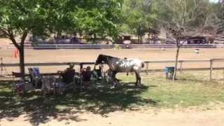 Horse Eating Hay