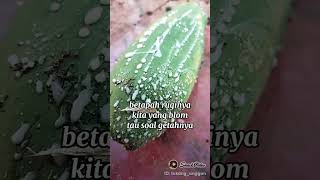 GETAH PEPAYA KAYA MANFAAT || #desa #luka #natural #kampung #tips #trik #obat #herbal #alam #cara