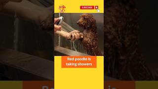 #dog#doglover #youtubeshorts #shortsfeed #shortsvideo #funny #pet #animals #funnyshorts