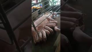 Day 15 Chubby Piglets #viral #shorts #trending #shortvideo #backyardfarming #piggerybusiness