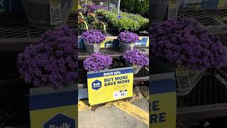 24- 261 — Purple Mums @ Lowe’s