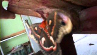 Cecropia Moth