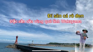 Đi săn cá rô đen, đặc sản của miền quê tỉnh Wakayama Nhật Bản | Câu Cá ở Nhật | Gia Đình Cá Tráp